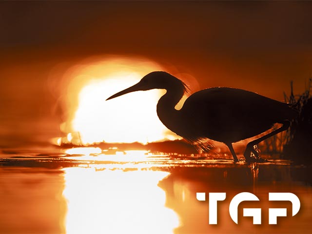 ANM002 model sticlă printată