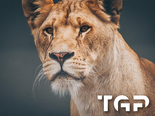 ANM003 model sticlă printată