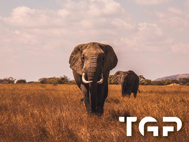 ANM004 model sticlă printată