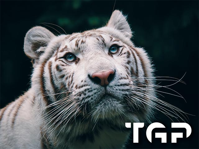 ANM005 model sticlă printată