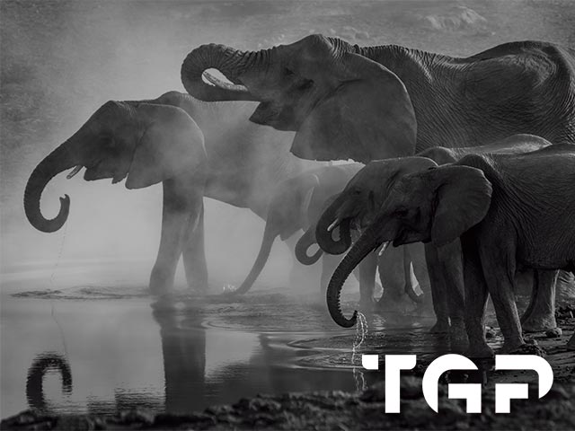 ANM006 model sticlă printată