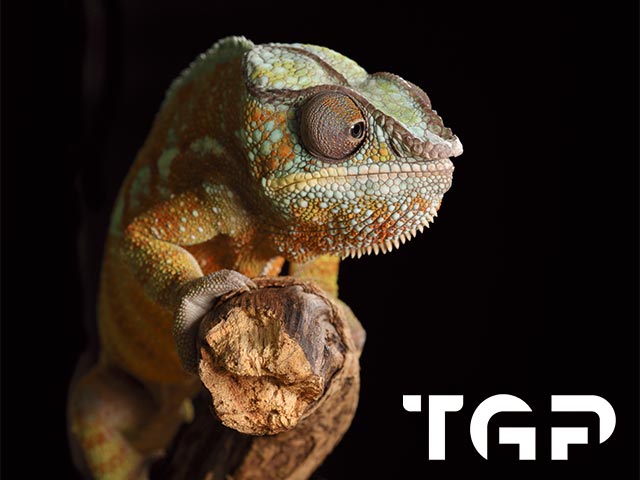 ANM007 model sticlă printată