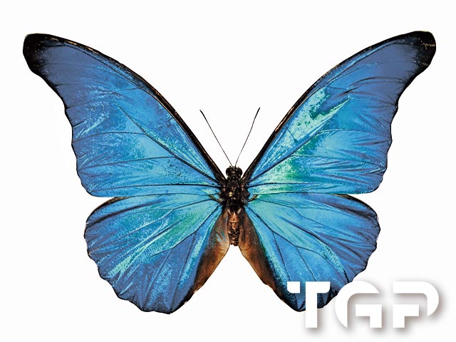 ANM008 model sticlă printată