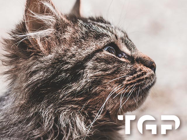 ANM009 model sticlă printată