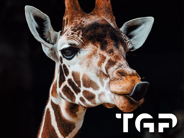 ANM011 model sticlă printată