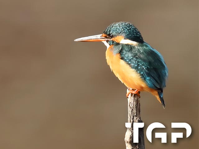 ANM012 model sticlă printată