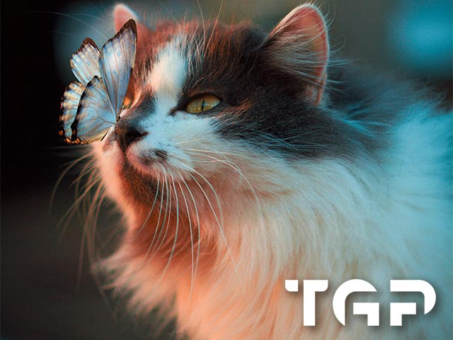 ANM013 model sticlă printată