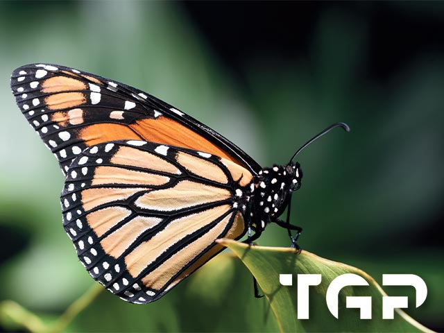 ANM014 model sticlă printată