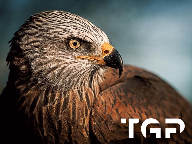 ANM015 model sticlă printată