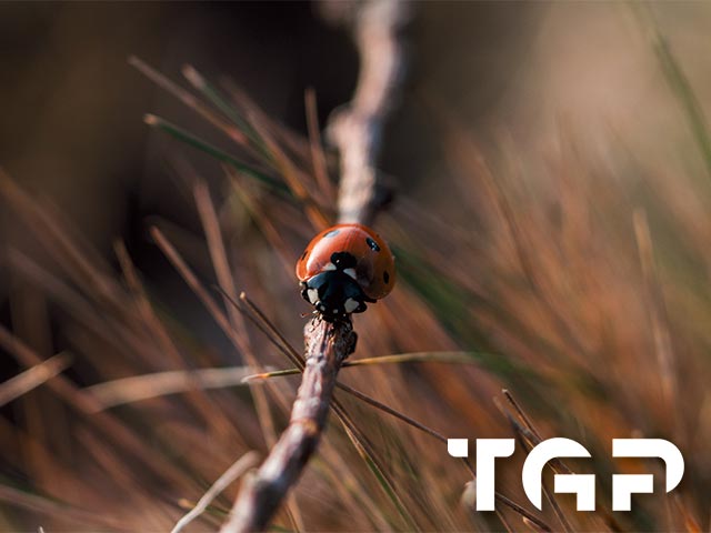 ANM017 model sticlă printată