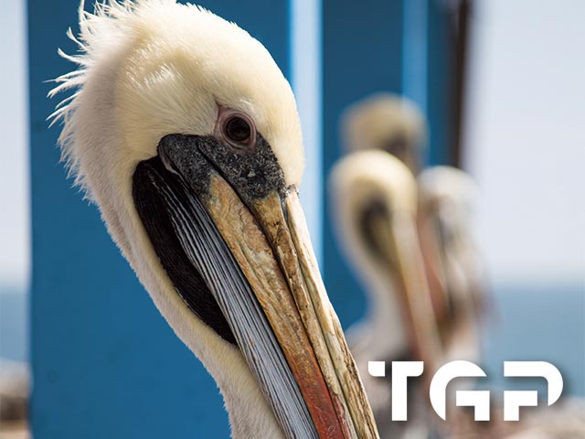 ANM018 model sticlă printată