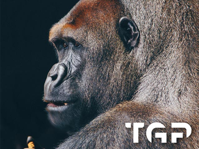 ANM019 model sticlă printată