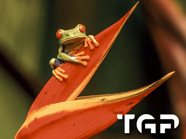 ANM020 model sticlă printată