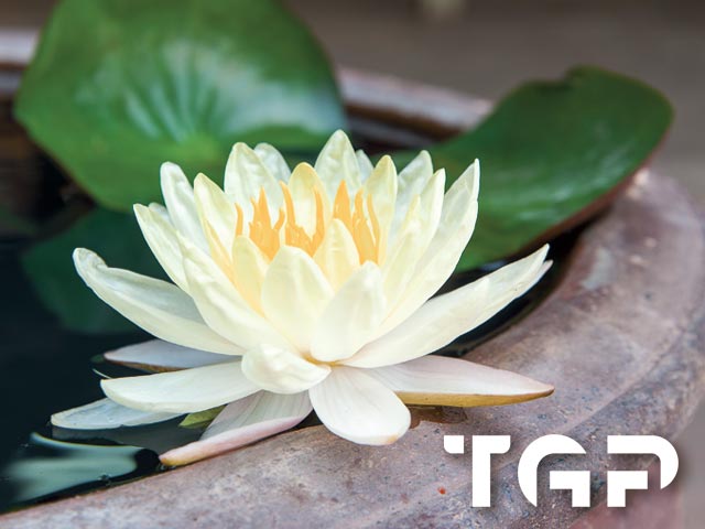 ZEN016 model sticlă printată