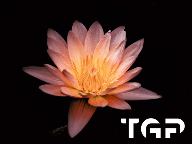 ZEN018 model sticlă printată