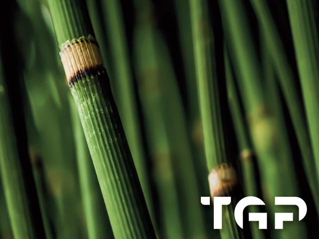 ZEN019 model sticlă printată