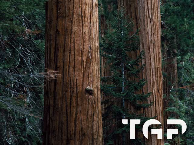 FRT007 model sticlă printată