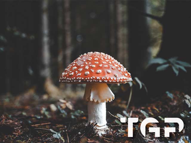 FRT016 model sticlă printată