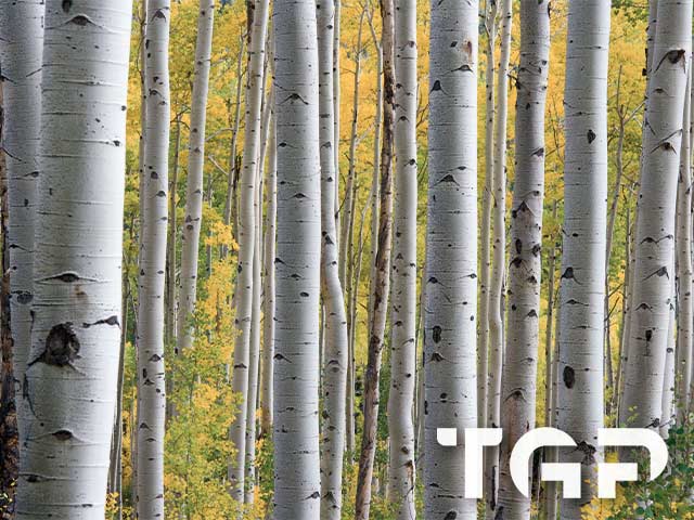 FRT017 model sticlă printată