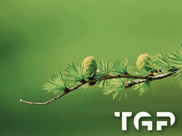 FRT019 model sticlă printată